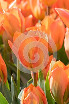 Orange Tulip, TulipaÂ fosteriana Orange Emperor flowering